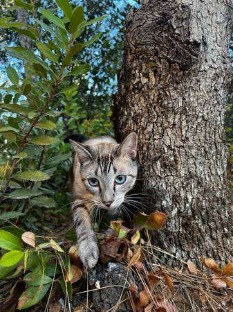 MISSING/Lost Cat $1000 Reward