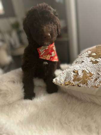 mini labradoodle