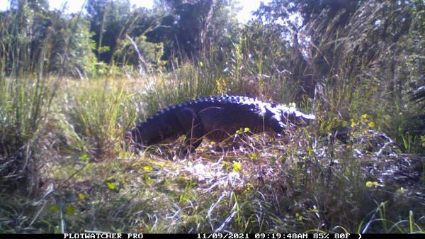 Florida wild boar and gator