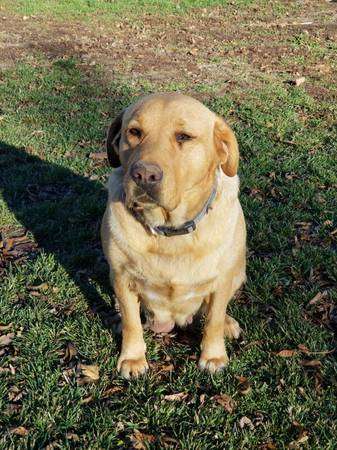 Rehoming yellow lab AKC