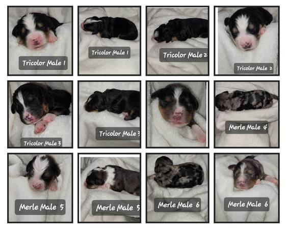 Bernedoodle Puppies