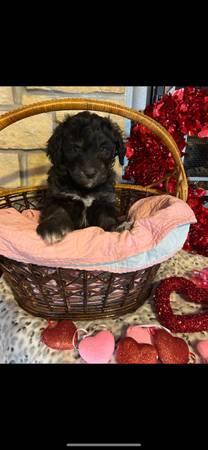 Aussidoodle puppies