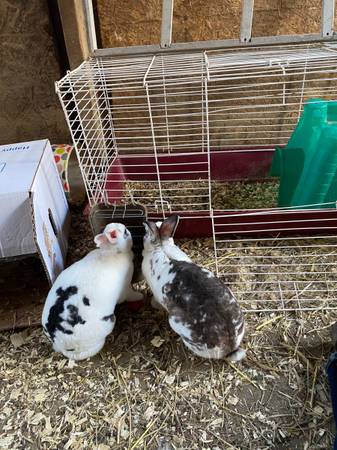 guinea pigs and rabbits