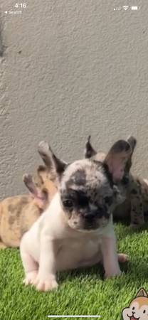 French Bulldog Puppies