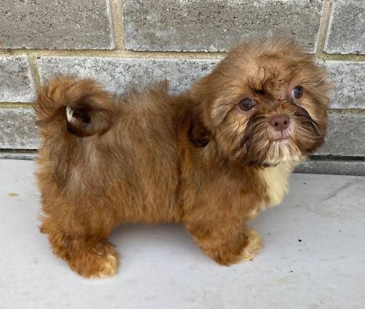 Chocolate Livernose Female