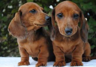 Beautiful Dachshund puppy