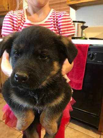 German Shepherd puppies