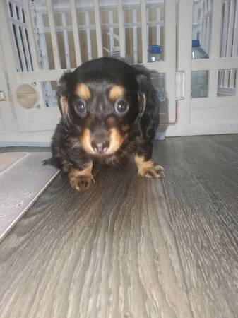 long hair female daschund puppy