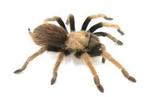 Tarantula 3 1/2 – 4 inch Arizona Blond, Aphonopelma chalcodes