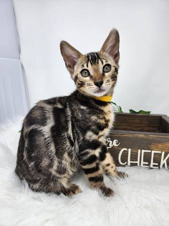 Bengal kittens ready to go home!!