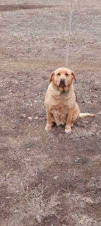 Rehoming yellow lab AKC