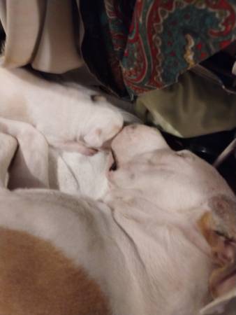 American bulldog puppies available now!