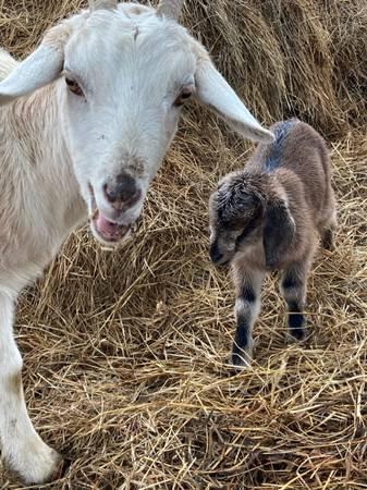 pygmy goats