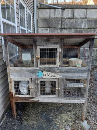 2 female rabbits with hutch