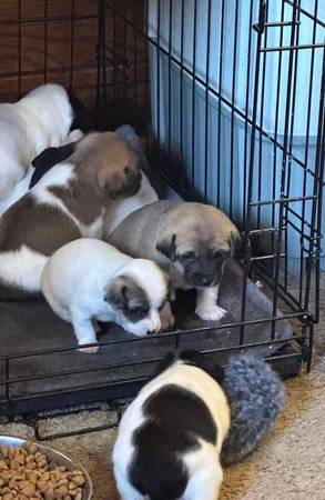 Chihuahua terrrier pups