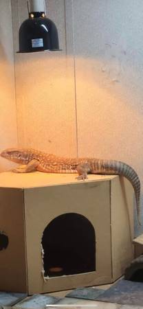 Savannah Monitor