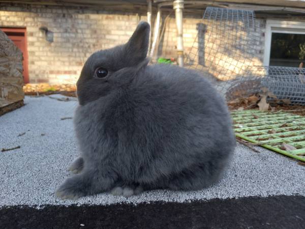 Netherland Dwarf Rabbits for Rehoming $60