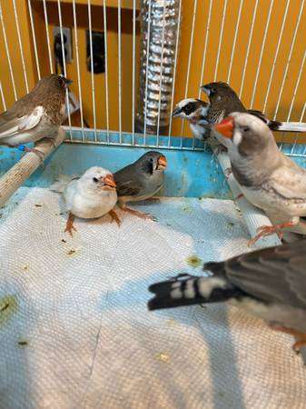 gouldian finches society finches and zebra finches