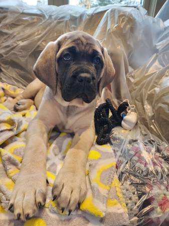 rehoming female English mastiff