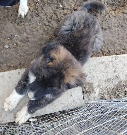 Livestock Guardian Pup