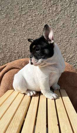 French bulldog