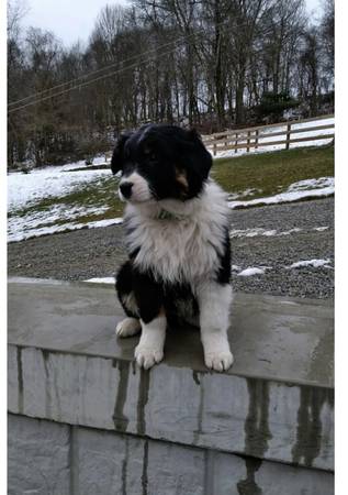 Aussie shep pups