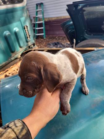 Akc german shorthaired pointer