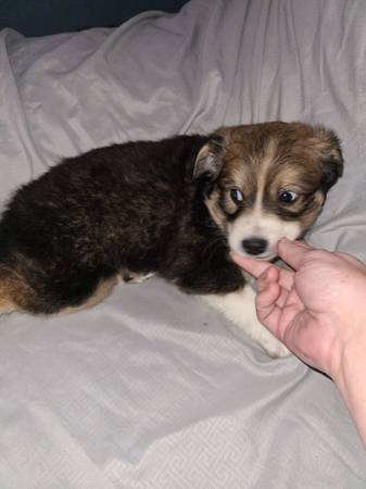 corgi mixes