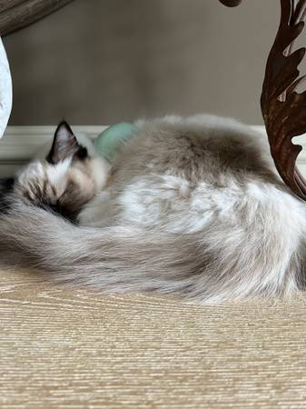 2 ragdoll cats needing rehoming