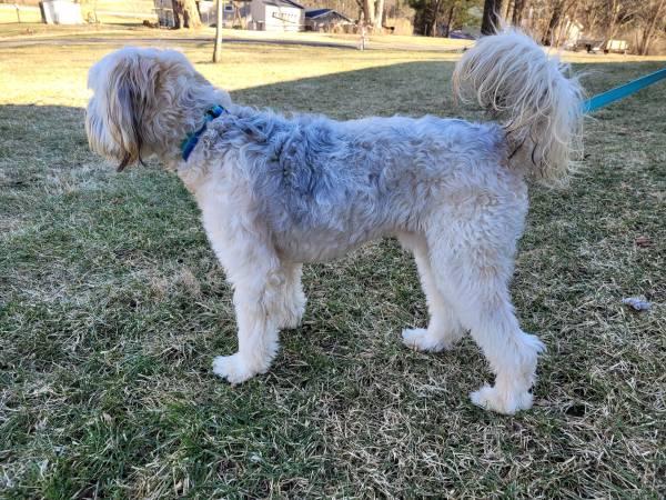 12 month old male Poodle mix