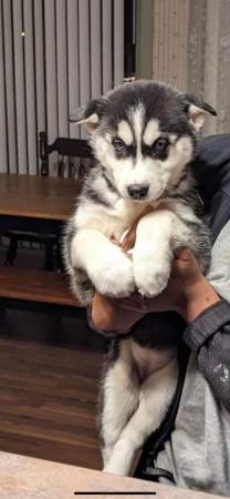 AKC registered Siberian husky