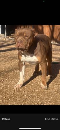 1,year old male chocolate tri xl bully