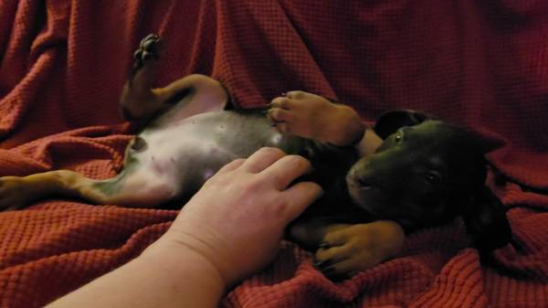 Rehoming Doberman Puppies