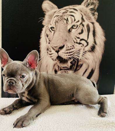 Blue frenchie akc