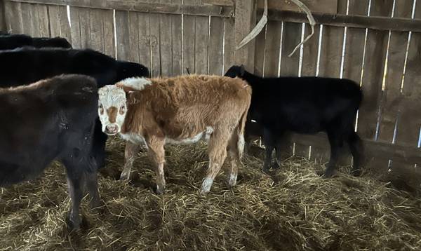 Weaned beef calfs