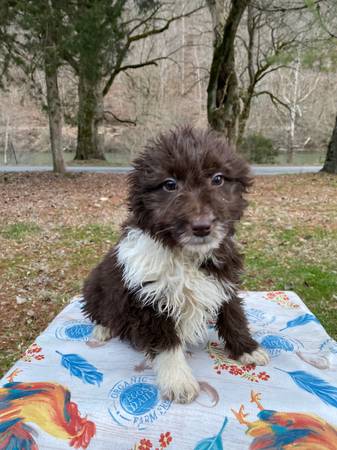 Aussiedoodle