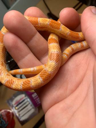 corn snake