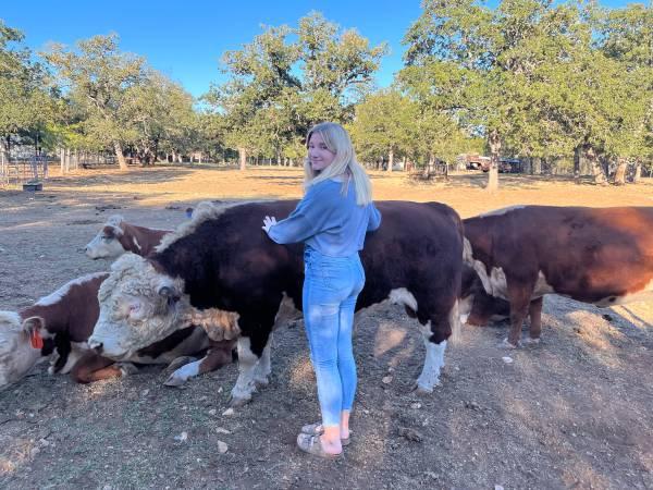 Mini Hereford Bull!!