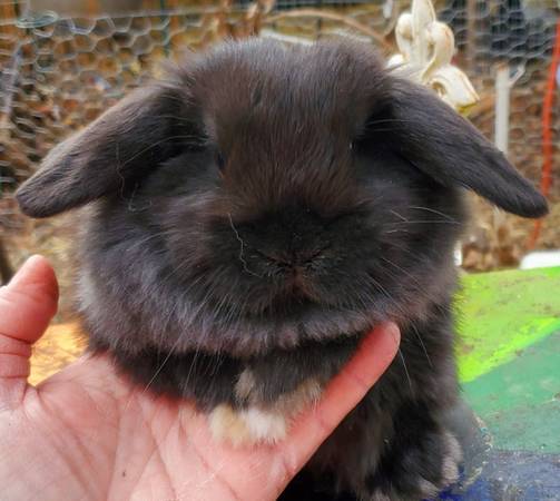 Holland lop bunny rabbits