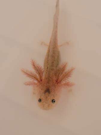 Axolotls