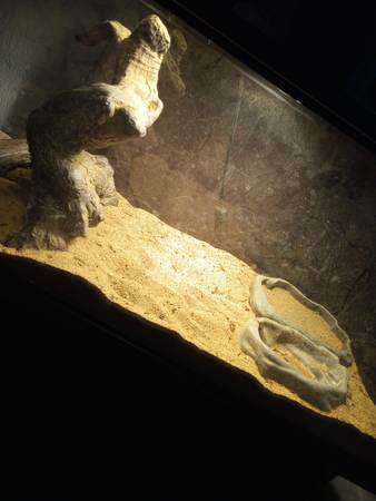 Bearded Dragon with tank and supplies