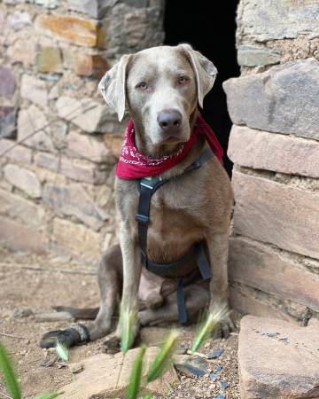 Lost silver lab dog