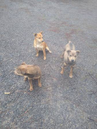 Three little rescue puppies