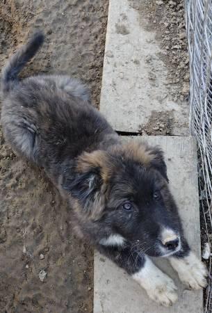 Livestock Guardian Pup