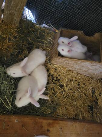 New Zealand Rabbits