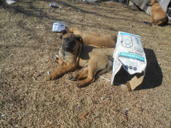 Rehoming Dutch Shepherd cross Puppies