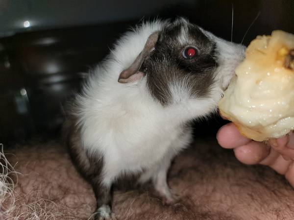 Guinea pigs need new home