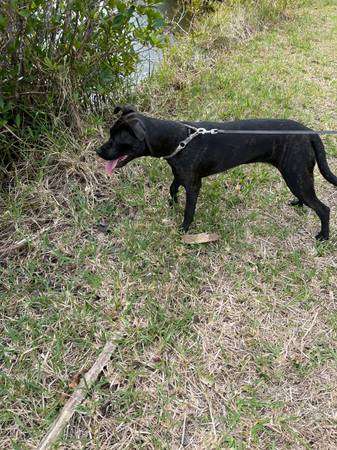 Rehoming 7 month old female puppy