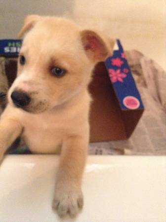 1 boy Siberian Husky puppy 5 weeks old Valentine’s gift