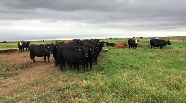 30 Pregnant Angus Cows